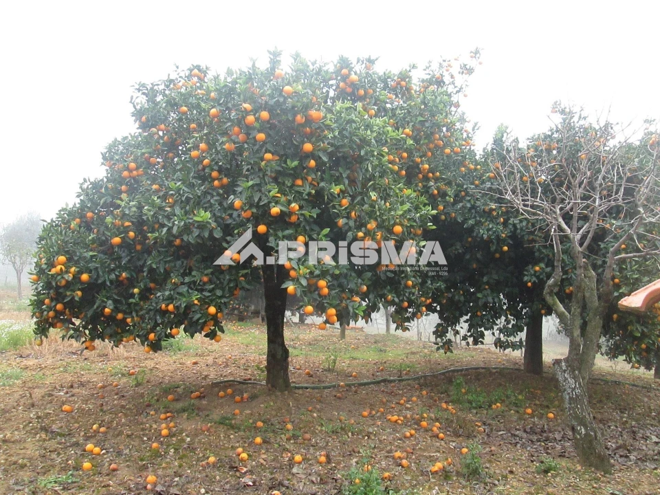 Terreno para Venda em Penha Garcia Foto 11