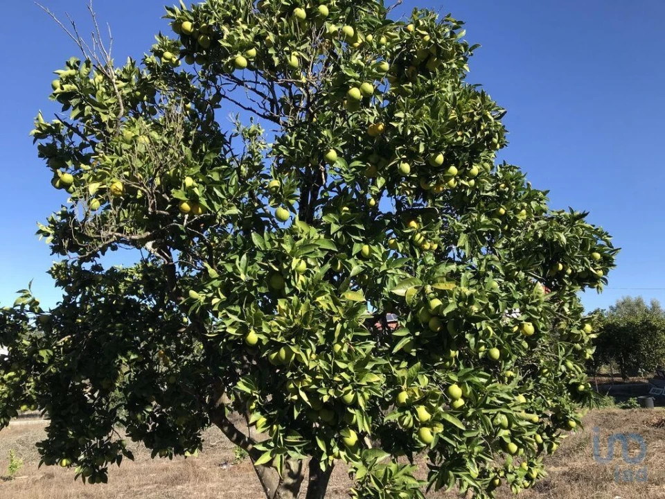 Terreno para Venda em Rio de Couros e Casal dos Bernardos Foto 5