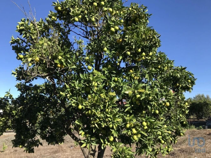 Terreno para Venda em Rio de Couros e Casal dos Bernardos Foto 5