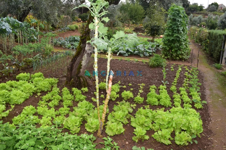 Moradia T5 para Venda em Graça Foto 36