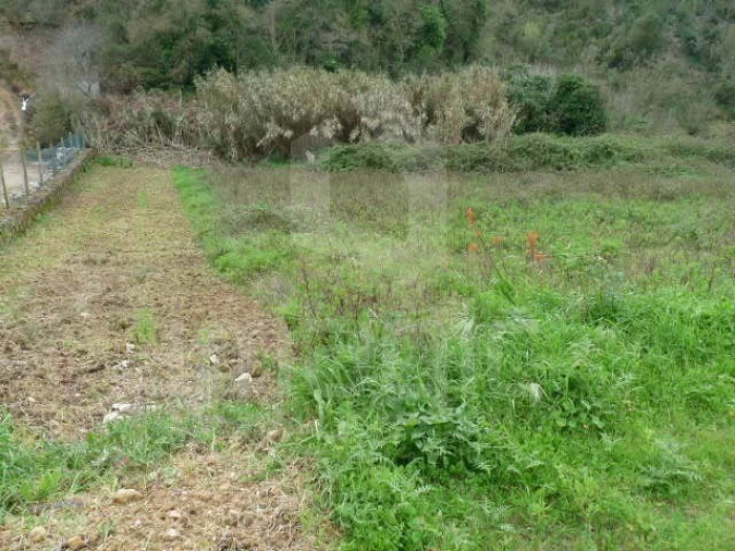 Terreno Agricola ou Rústico para Venda em Santo Isidoro Foto 4