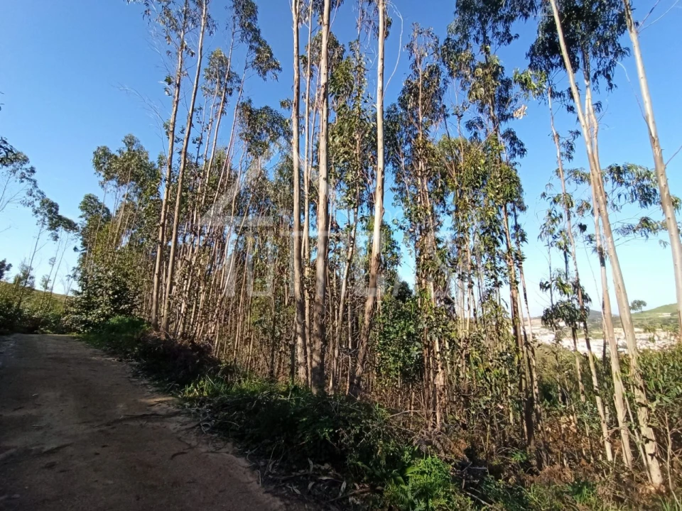 Terreno Agricola ou Rústico para Venda em Venda do Pinheiro e Santo Estêvão das Galés Foto 7