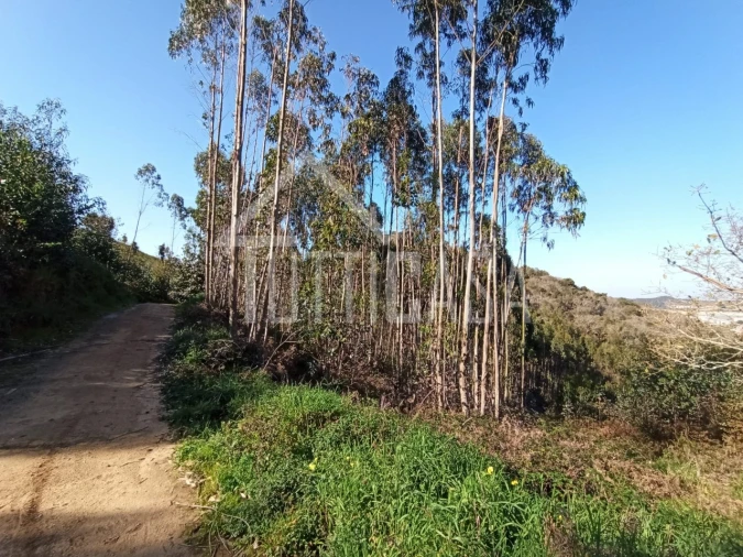 Terreno Agricola ou Rústico para Venda em Venda do Pinheiro e Santo Estêvão das Galés Foto 5