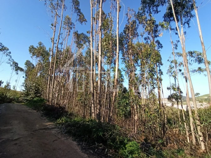 Terreno Agricola ou Rústico para Venda em Venda do Pinheiro e Santo Estêvão das Galés Foto 7
