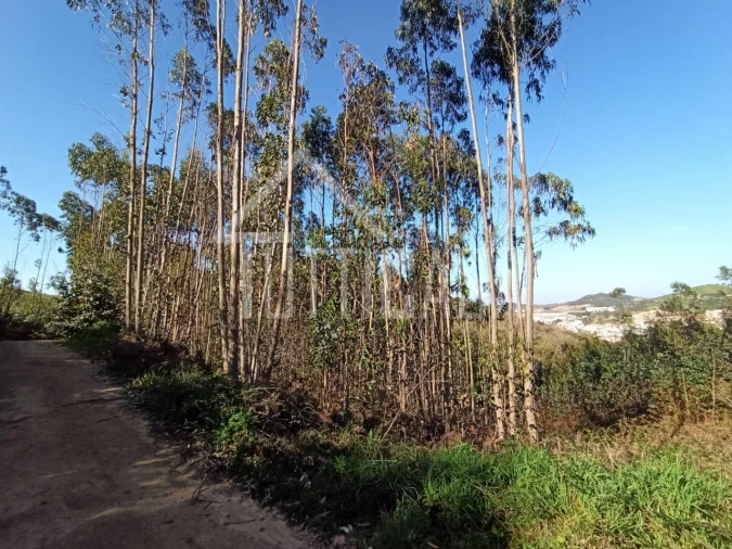 Terreno Agricola ou Rústico para Venda em Venda do Pinheiro e Santo Estêvão das Galés Foto 8