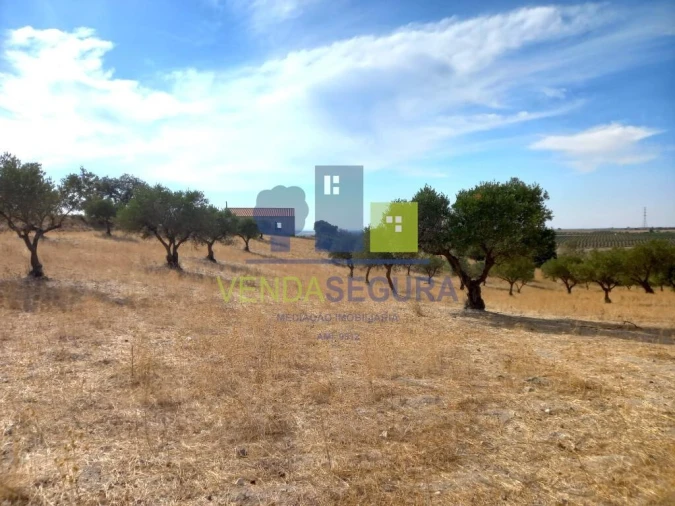 Terreno para Venda em Amareleja Foto 16