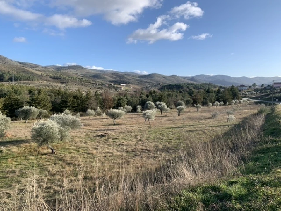 Terreno Agricola ou Rústico para Venda em Frechas Foto 12