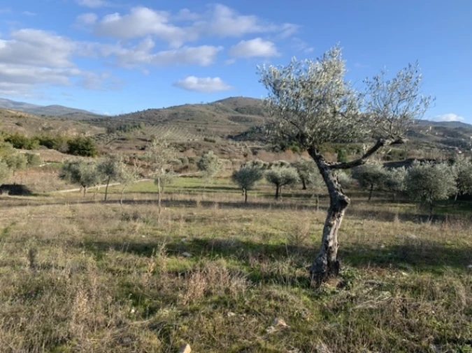 Terreno Agricola ou Rústico para Venda em Frechas Foto 3