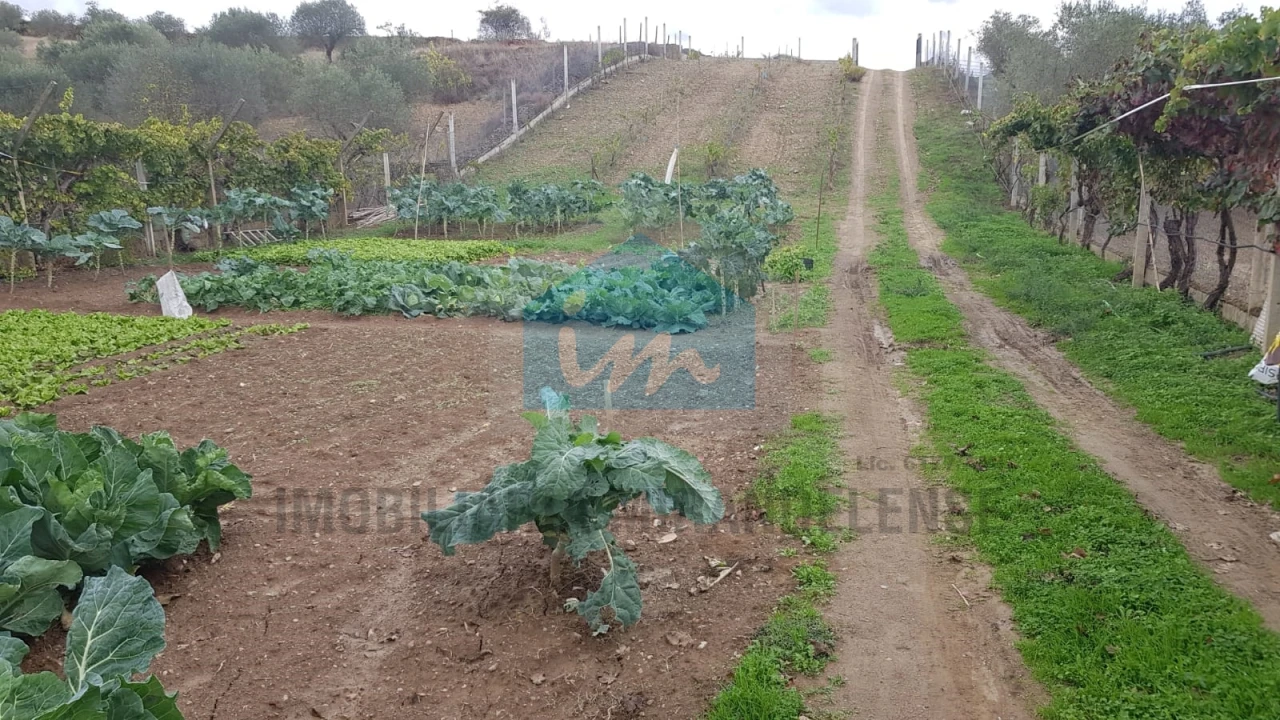 Terreno Agricola ou Rústico para Venda em Mirandela Foto 2