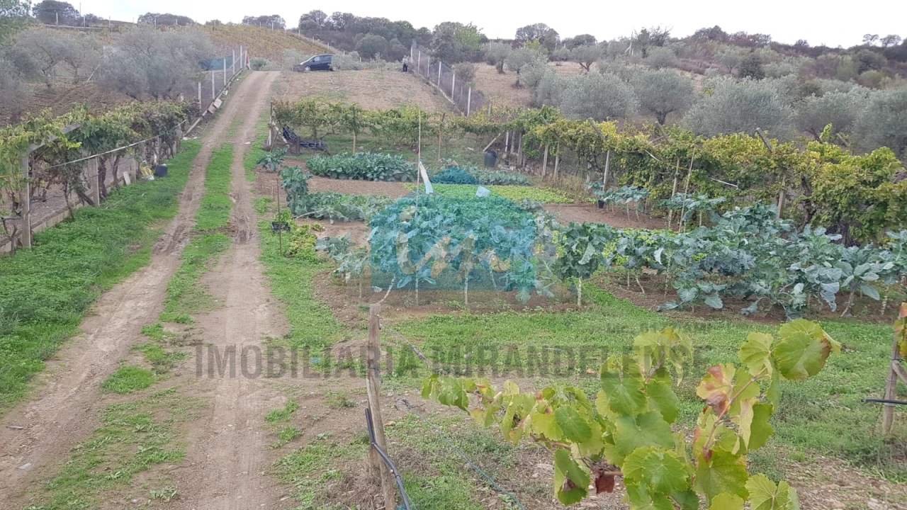 Terreno Agricola ou Rústico para Venda em Mirandela Foto 13