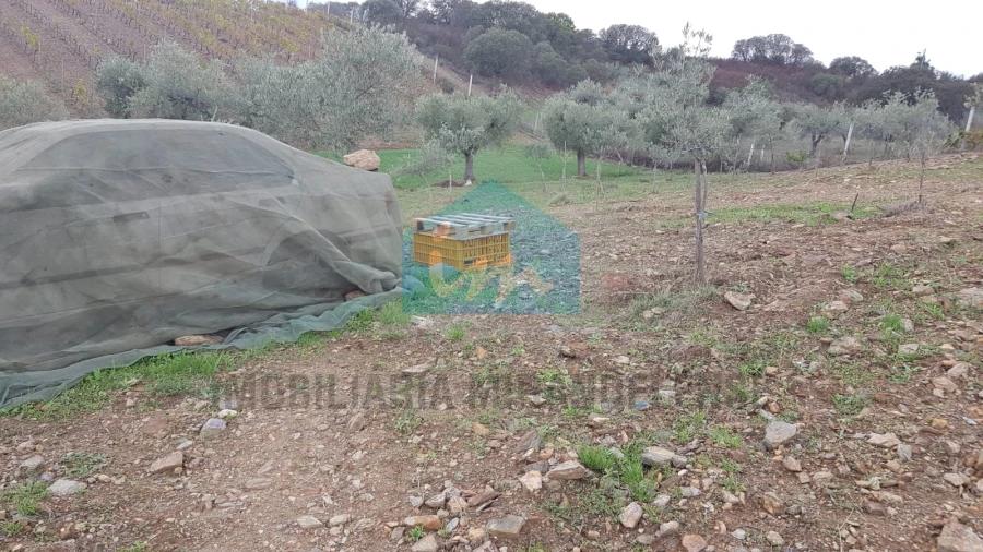 Terreno Agricola ou Rústico para Venda em Mirandela Foto 8
