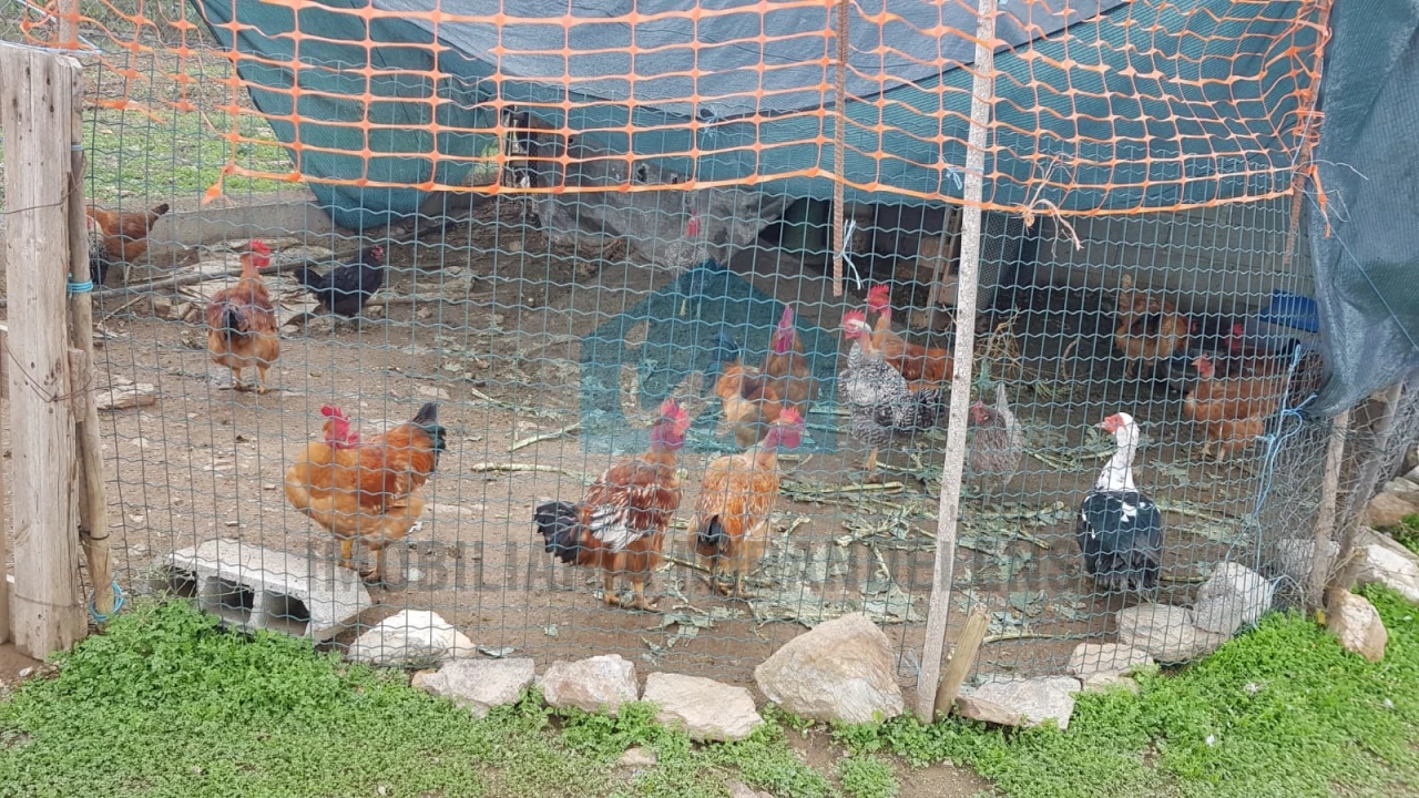 Terreno Agricola ou Rústico para Venda em Mirandela Foto 11