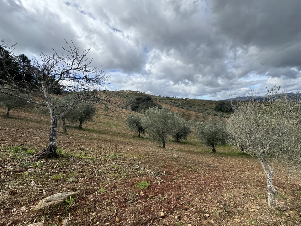 Terreno para Venda em Vilas Boas e Vilarinho das Azenhas Foto 7