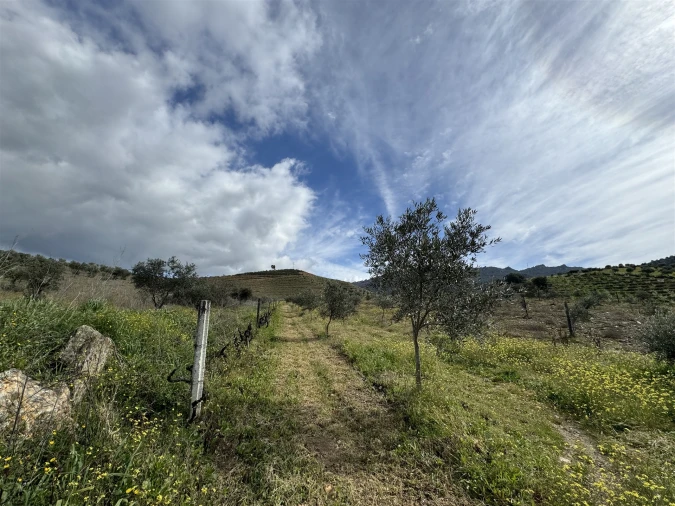 Terreno para Venda em Vilas Boas e Vilarinho das Azenhas Foto 21