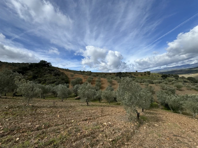 Terreno para Venda em Vilas Boas e Vilarinho das Azenhas Foto 8
