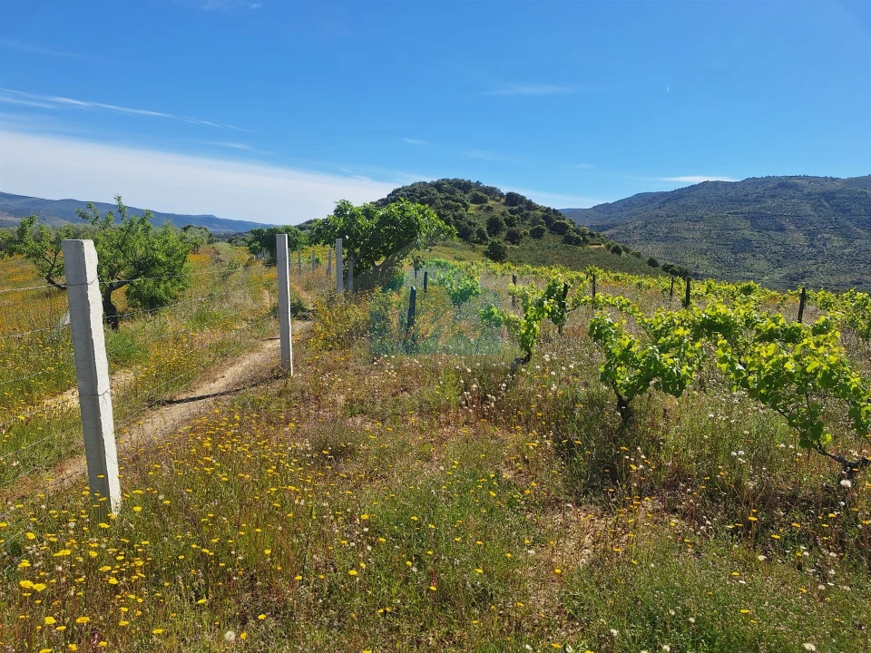 Terreno para Venda em Vila Flor e Nabo Foto 18