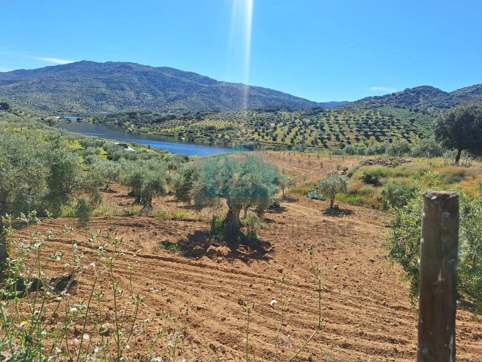 Terreno para Venda em Vila Flor e Nabo Foto 5