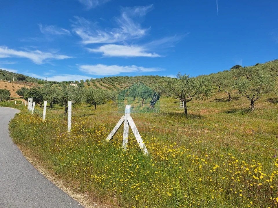 Terreno para Venda em Vila Flor e Nabo Foto 13