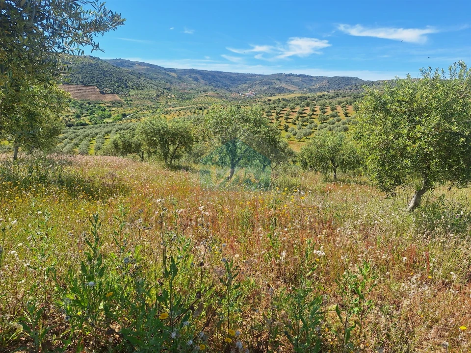 Terreno para Venda em Vila Flor e Nabo Foto 20