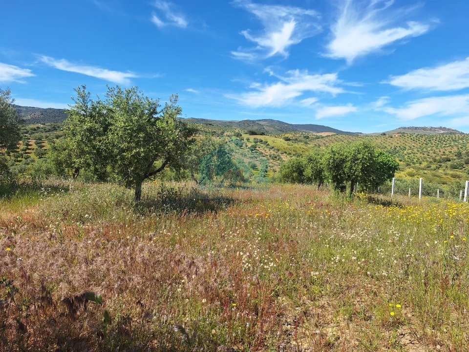 Terreno para Venda em Vila Flor e Nabo Foto 21