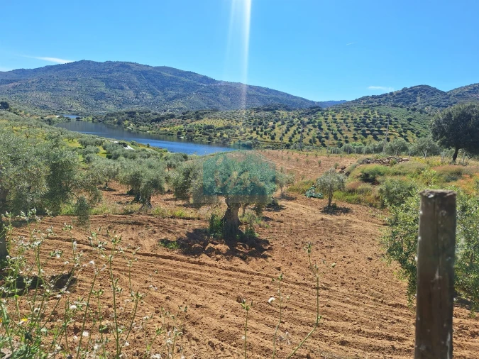Terreno para Venda em Vila Flor e Nabo Foto 5