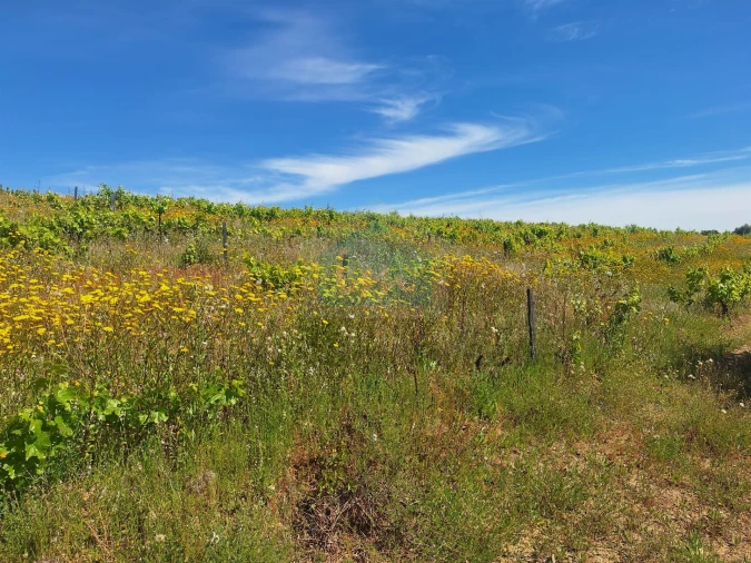 Terreno para Venda em Vila Flor e Nabo Foto 15