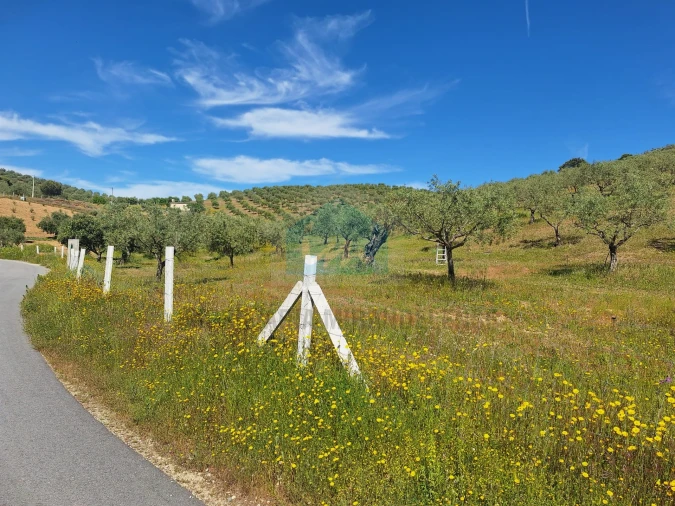 Terreno para Venda em Vila Flor e Nabo Foto 13