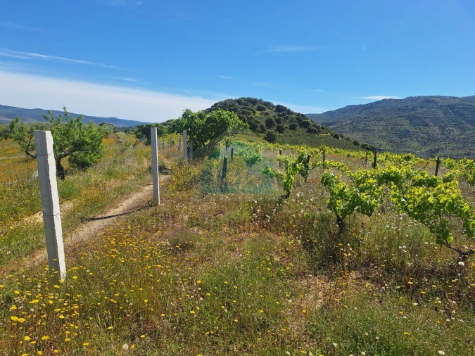 Terreno para Venda em Vila Flor e Nabo Foto 19