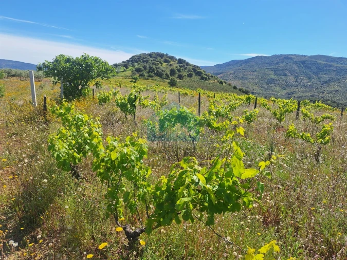 Terreno para Venda em Vila Flor e Nabo Foto 7