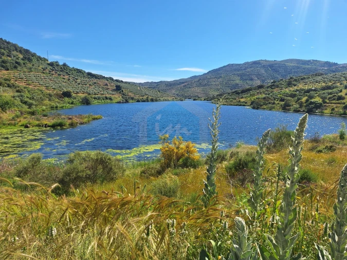 Terreno para Venda em Vila Flor e Nabo