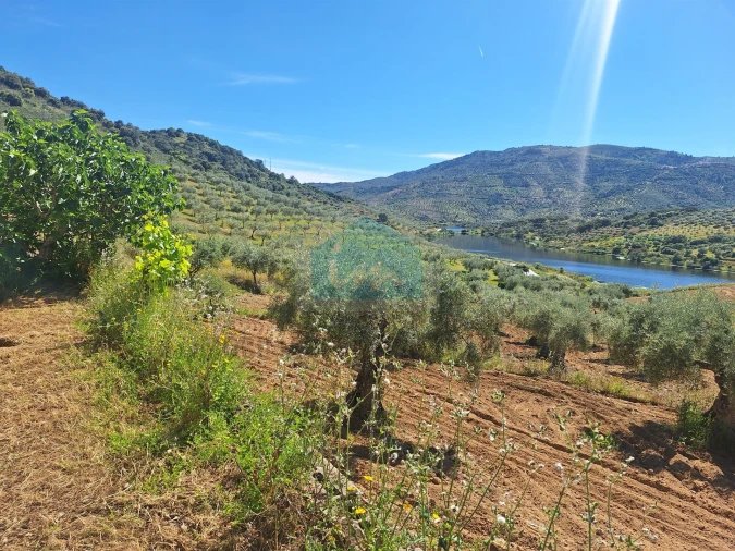 Terreno para Venda em Vila Flor e Nabo Foto 11
