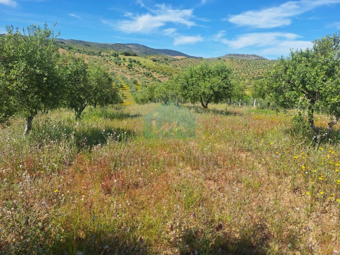 Terreno para Venda em Vila Flor e Nabo Foto 22
