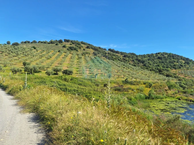 Terreno para Venda em Vila Flor e Nabo Foto 8