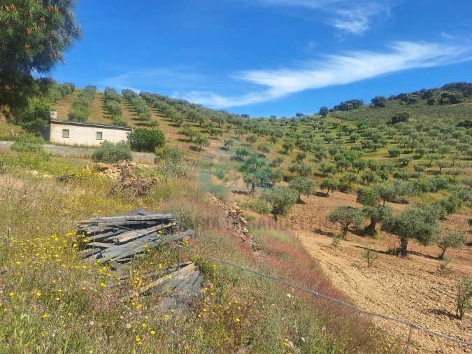 Terreno para Venda em Vila Flor e Nabo Foto 6