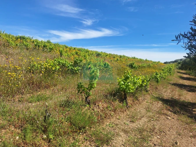 Terreno para Venda em Vila Flor e Nabo Foto 12