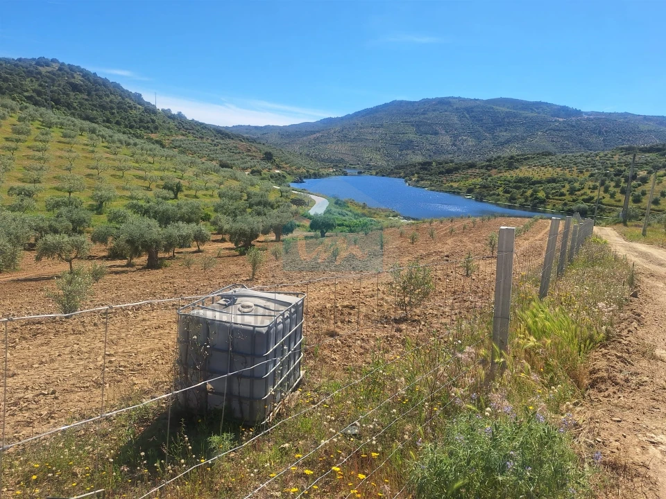 Terreno para Venda em Vila Flor e Nabo Foto 2