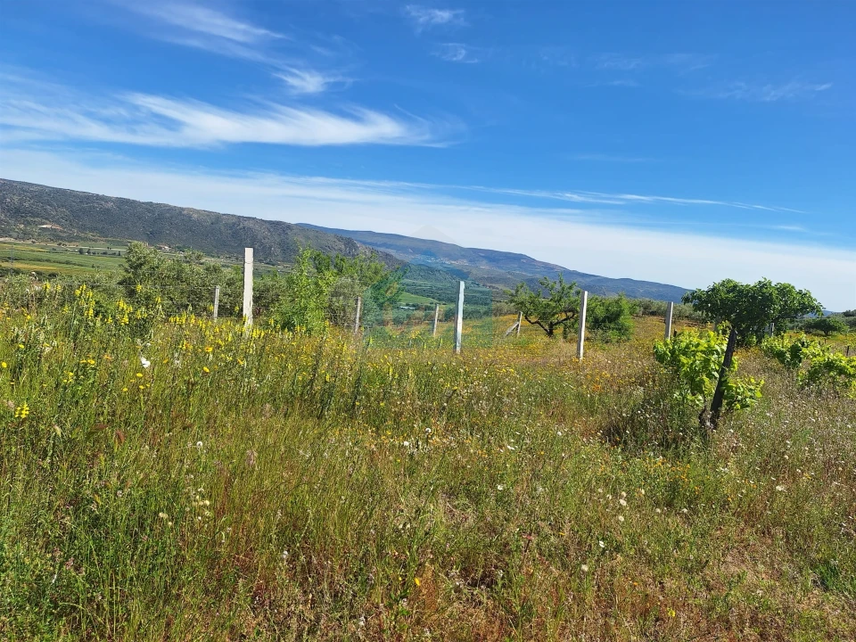 Terreno para Venda em Vila Flor e Nabo Foto 14