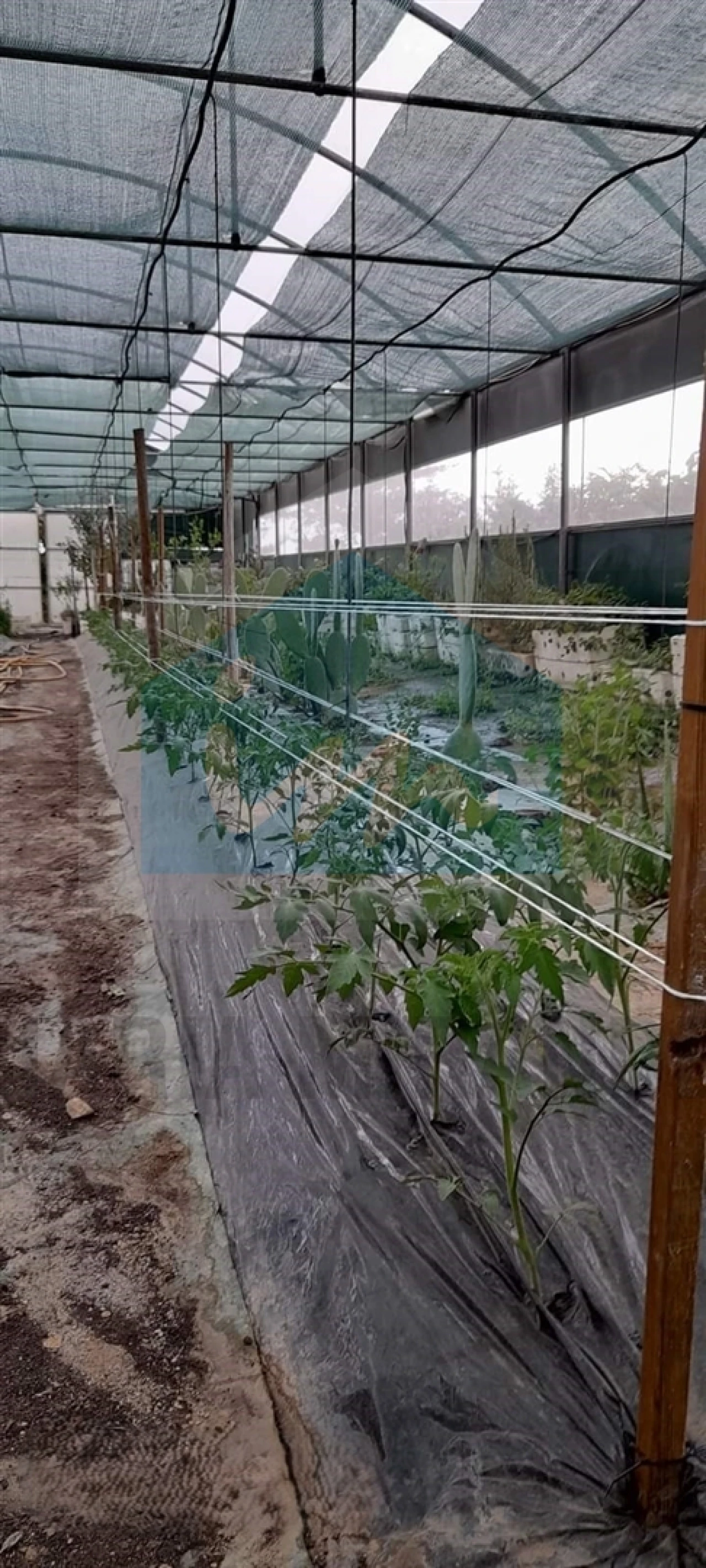 Terreno para Venda em Carvalhais Foto 4