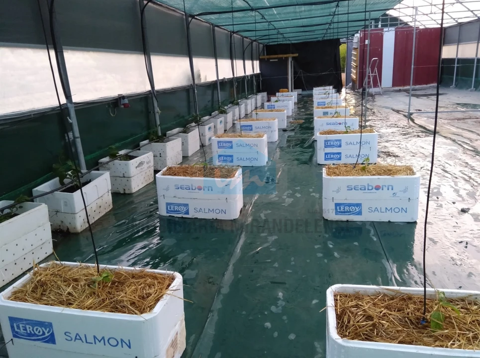 Terreno para Venda em Carvalhais Foto 6