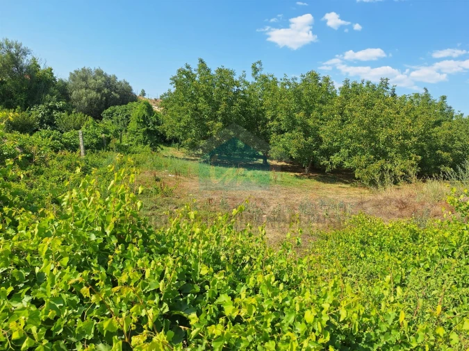 Terreno Agricola ou Rústico para Venda em Mirandela Foto 17