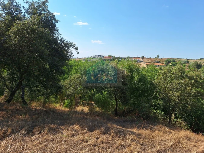 Terreno Agricola ou Rústico para Venda em Mirandela Foto 12