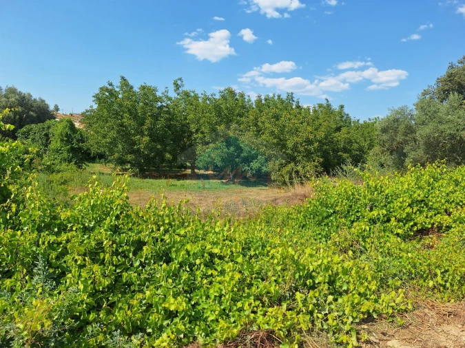 Terreno Agricola ou Rústico para Venda em Mirandela Foto 18