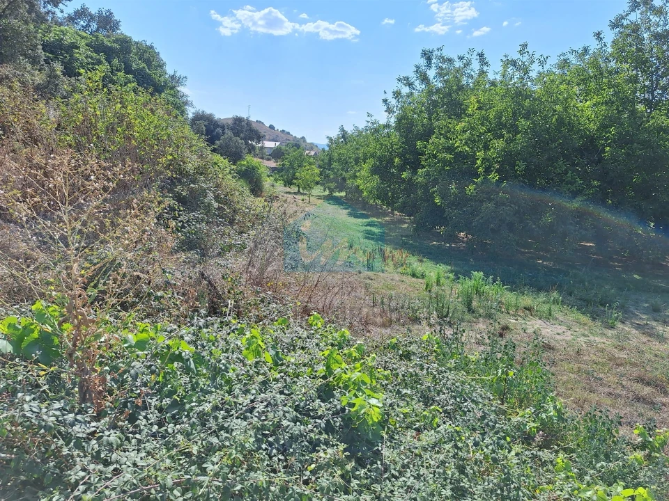 Terreno Agricola ou Rústico para Venda em Mirandela Foto 11