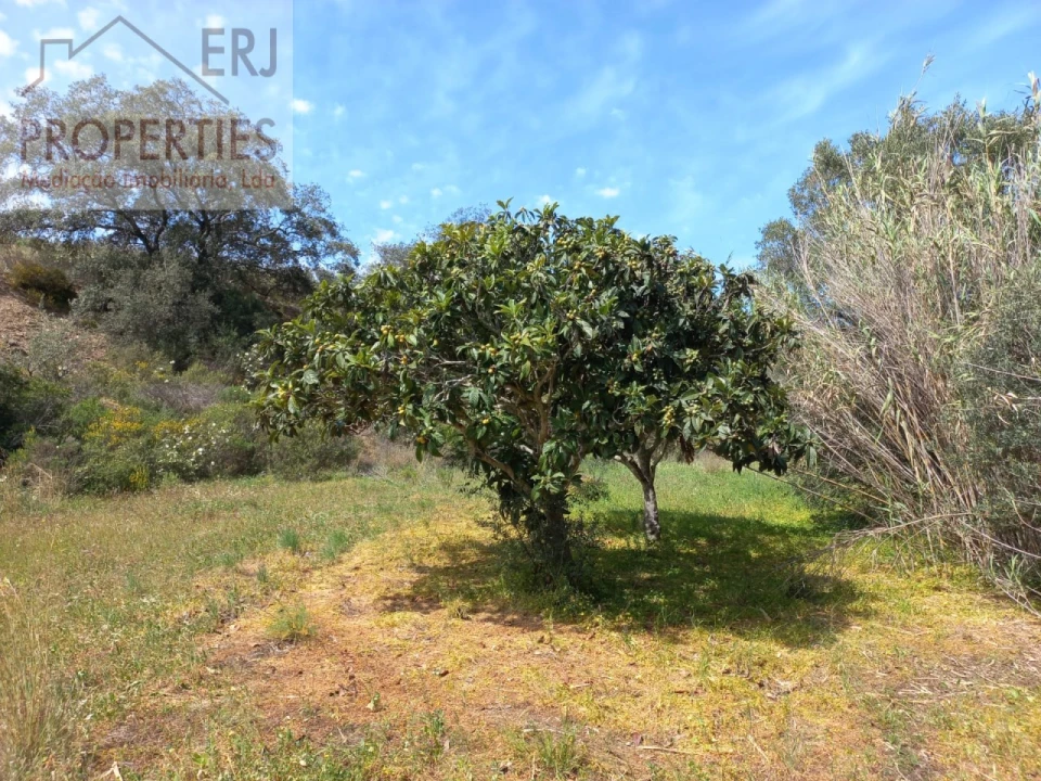 Terreno Agricola ou Rústico para Venda em Castro Marim Foto 4