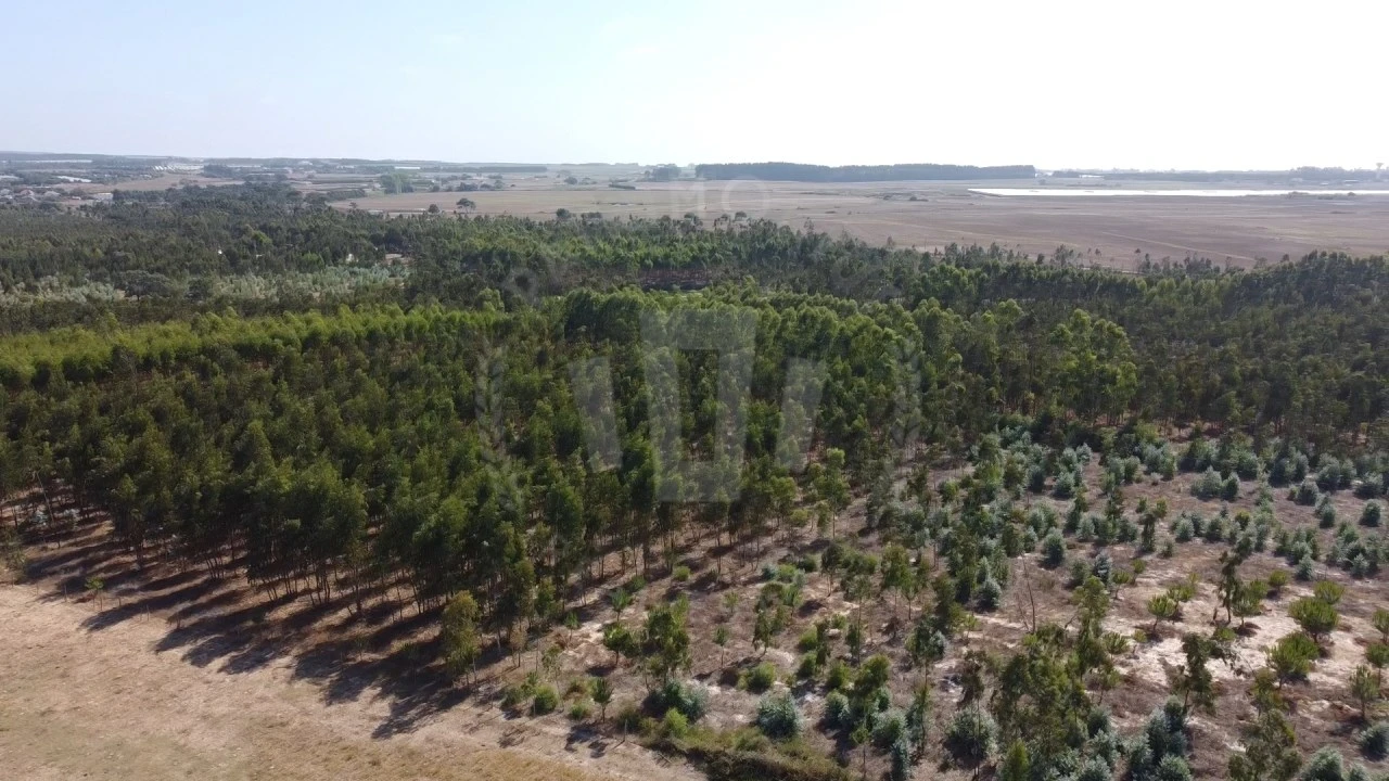 Quinta para Venda em São Teotónio Foto 4