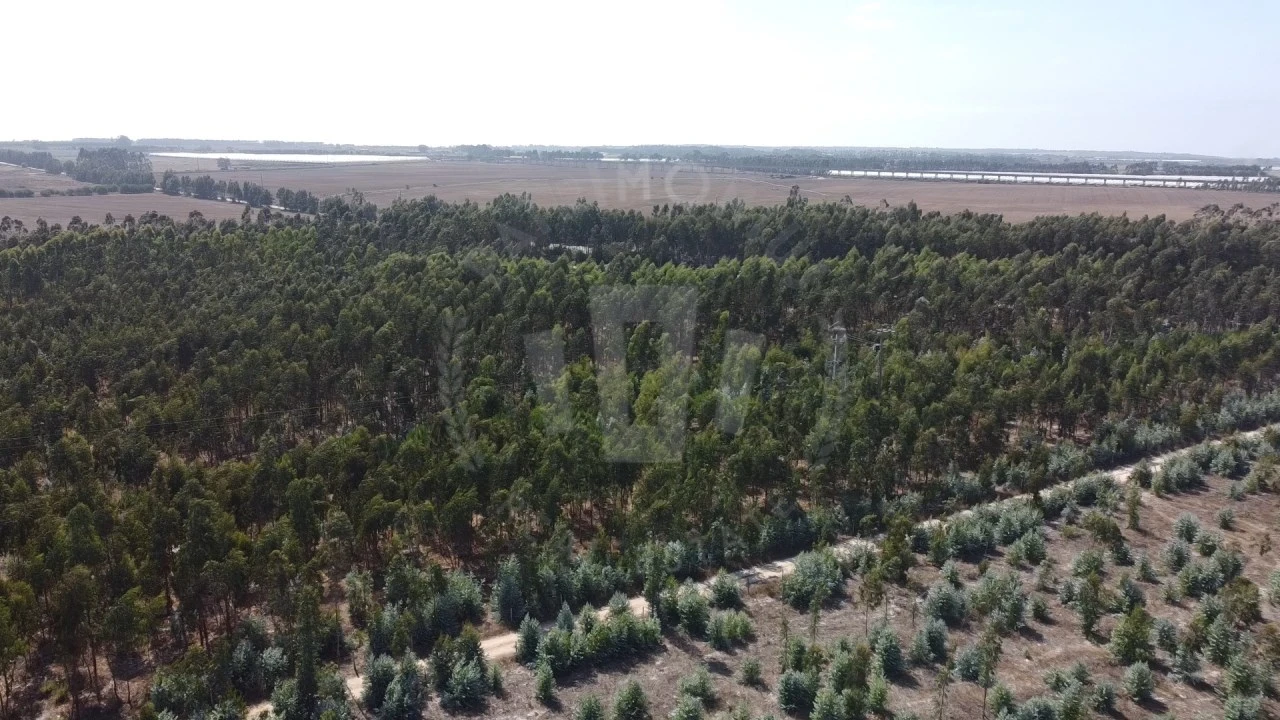 Quinta para Venda em São Teotónio Foto 5