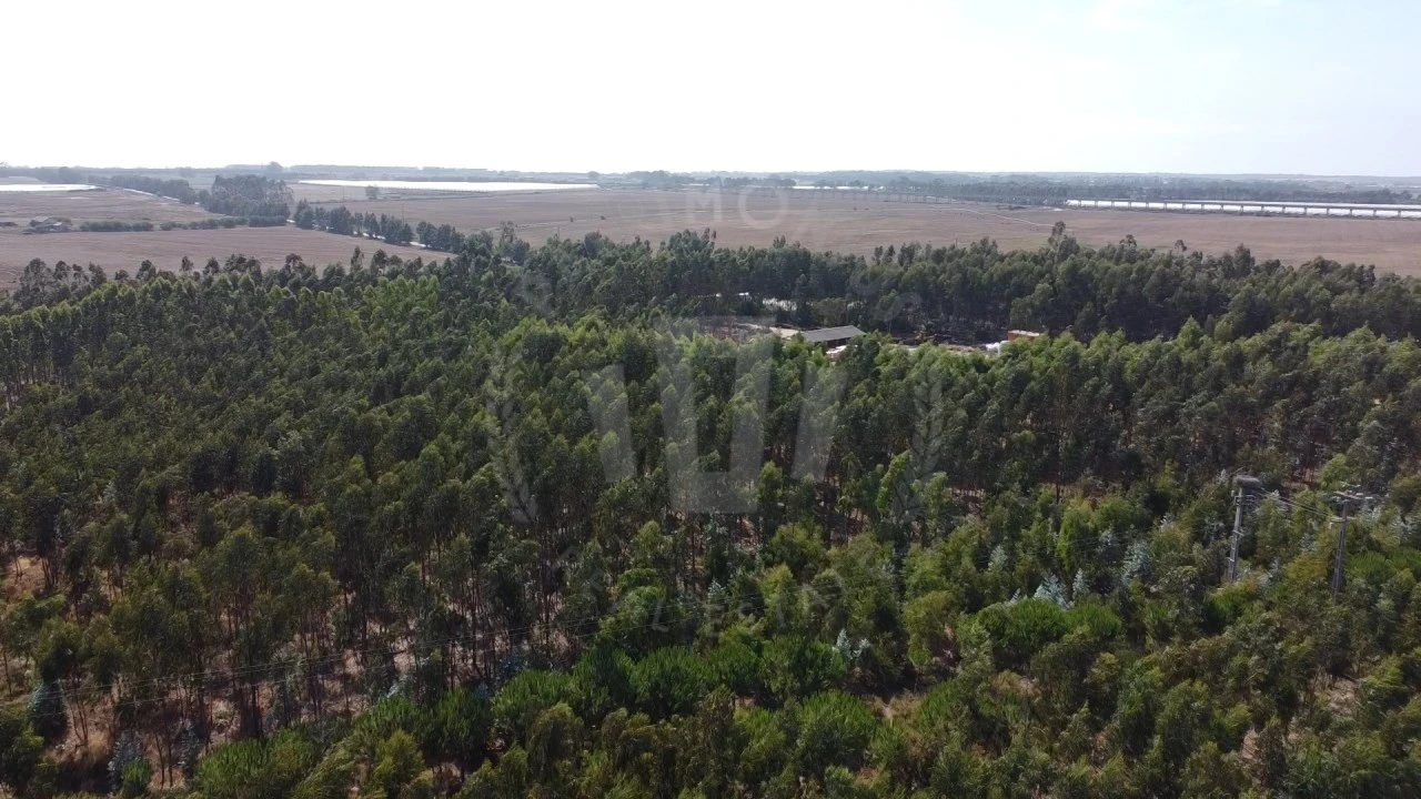 Quinta para Venda em São Teotónio Foto 6