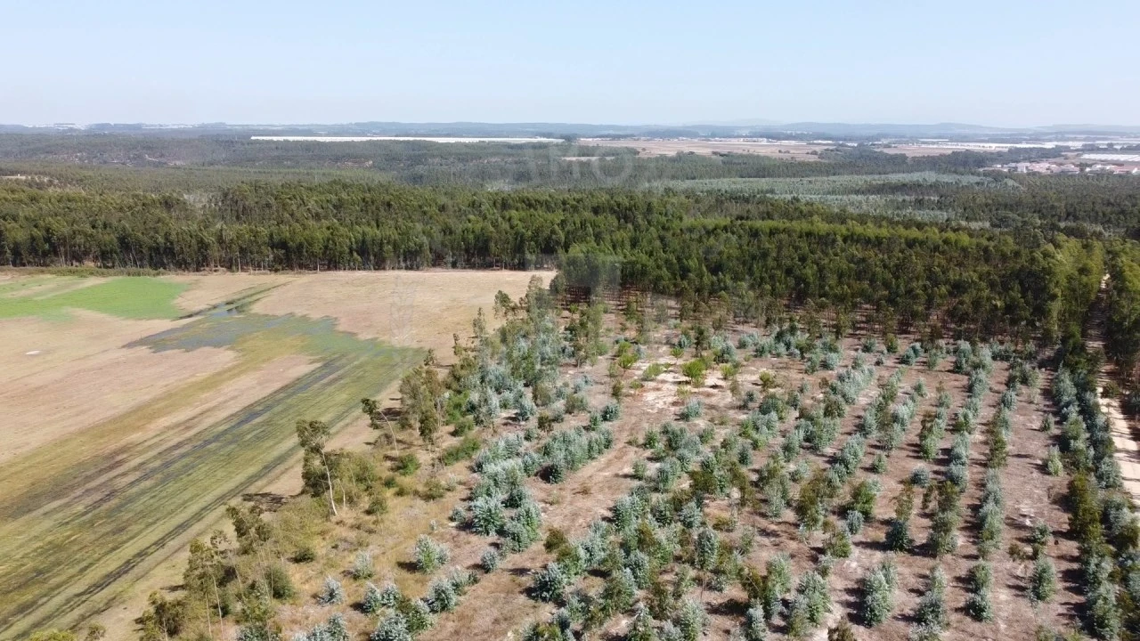 Quinta para Venda em São Teotónio Foto 9