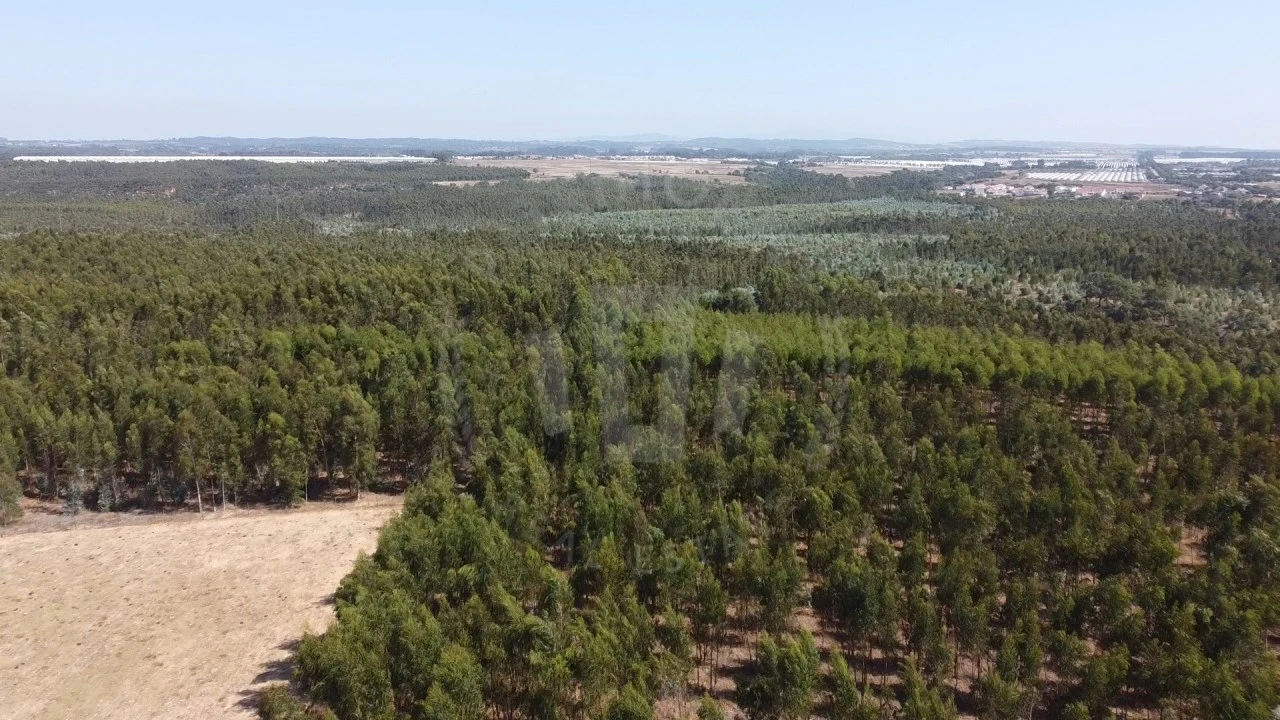 Quinta para Venda em São Teotónio Foto 10