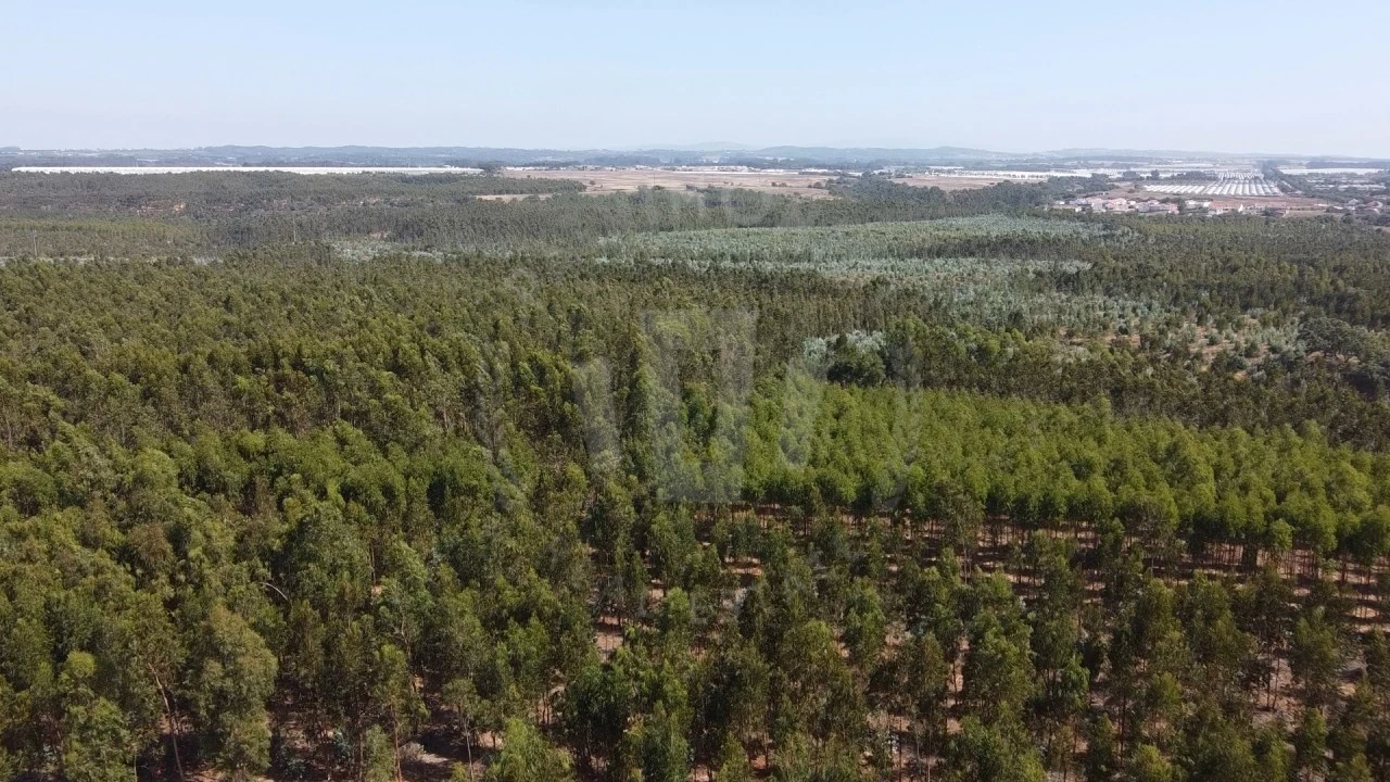 Quinta para Venda em São Teotónio Foto 12